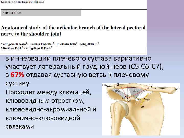 в иннервации плечевого сустава вариативно участвует латеральный грудной нерв (С 5 -С 6 -С