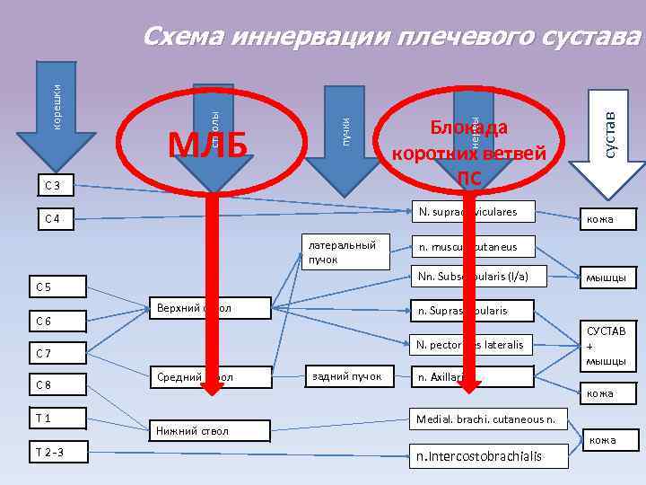 С 3 N. supraclaviculares С 4 латеральный пучок Верхний ствол N. pectorales lateralis Т