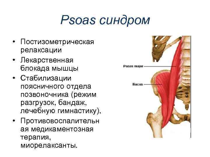 Мышцы поясничного отдела. Мышцы поясничного отдела позвоночника.