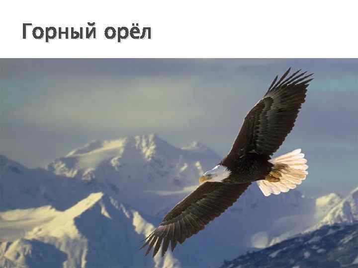 Горный орёл 