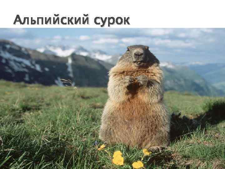 Альпийский сурок 