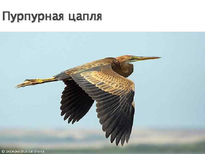 Пурпурная цапля 