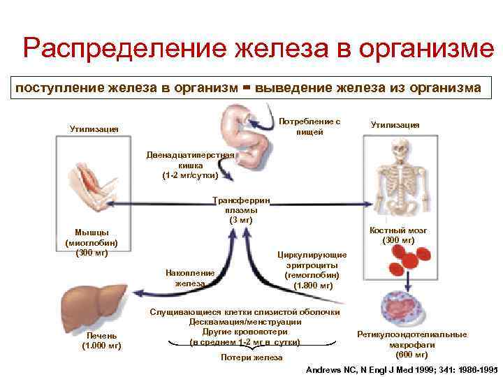 Схема метаболизма железа в организме