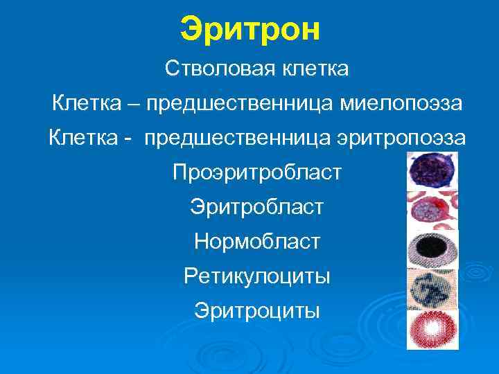 Эритрон Стволовая клетка Клетка – предшественница миелопоэза Клетка - предшественница эритропоэза Проэритробласт Эритробласт Нормобласт