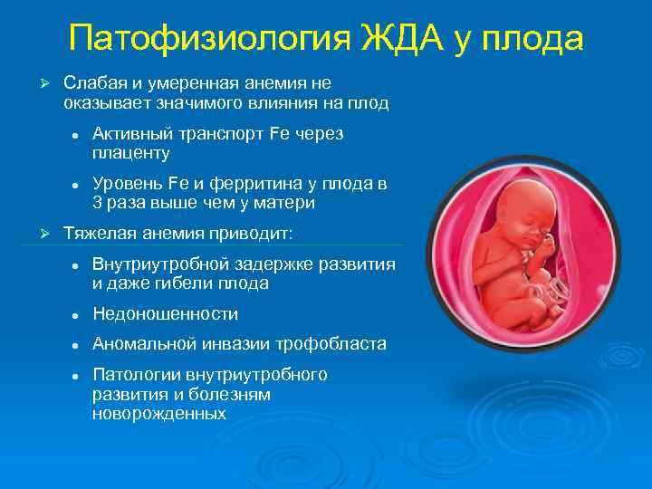 Патофизиология ЖДА у плода Ø Слабая и умеренная анемия не оказывает значимого влияния на