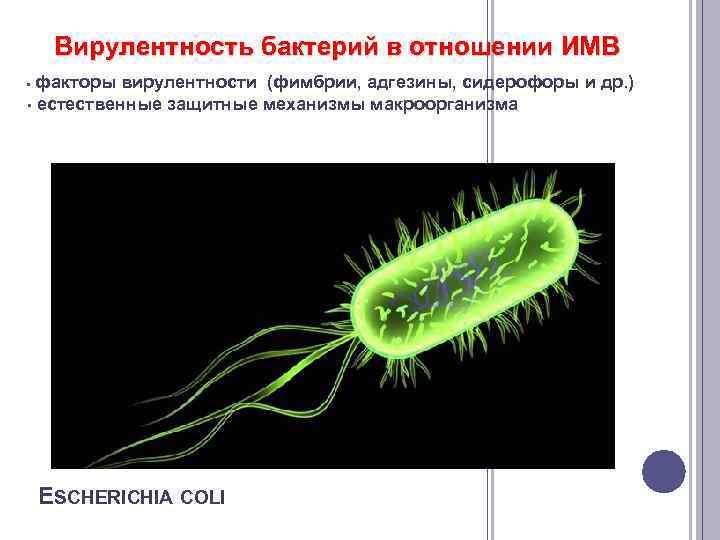 Вирулентность бактерий в отношении ИМВ факторы вирулентности (фимбрии, адгезины, сидерофоры и др. ) •