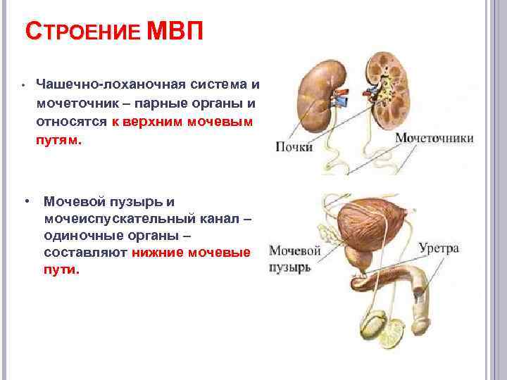 СТРОЕНИЕ МВП • Чашечно-лоханочная система и мочеточник – парные органы и относятся к верхним