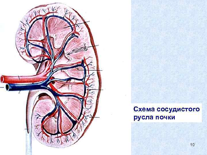 Схема сосудистого русла почки 10 