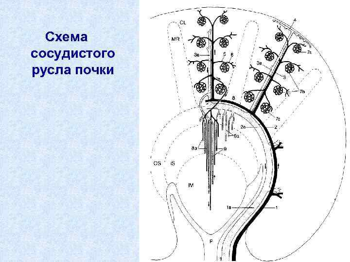 Схема сосудистого русла почки 11 