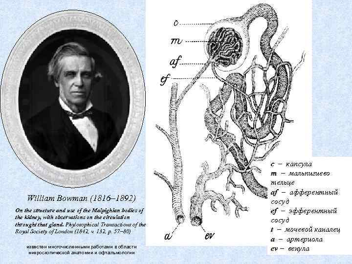 William Bowman (1816– 1892) On the structure and use of the Malpighian bodies of