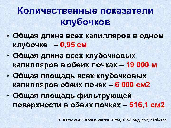 Количественные показатели клубочков • Общая длина всех капилляров в одном клубочке – 0, 95