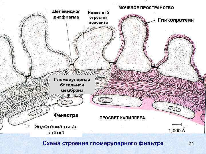 Щелевидная диафрагма МОЧЕВОЕ ПРОСТРАНСТВО Ножковый отросток подоцита Гликопротеин Гломерулярная базальная мембрана Фенестра ПРОСВЕТ КАПИЛЛЯРА