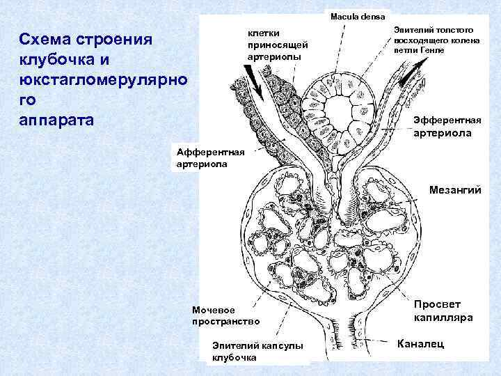 Macula densa клетки приносящей артериолы Схема строения клубочка и юкстагломерулярно го аппарата Эпителий толстого