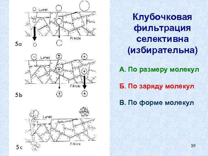 Клубочковая фильтрация селективна (избирательна) А. По размеру молекул Б. По заряду молекул В. По