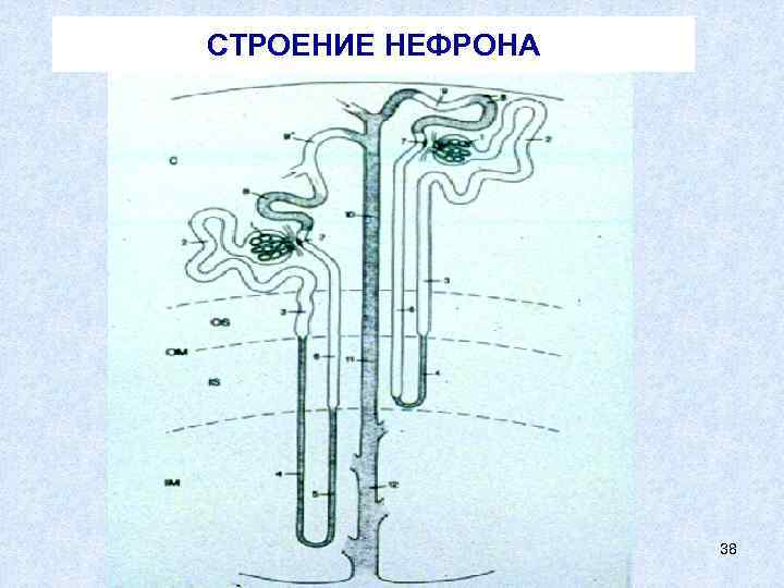 СТРОЕНИЕ НЕФРОНА 38 