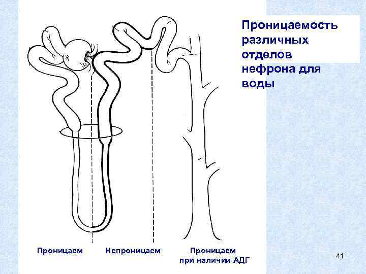 Отделы нефрона. Отделы нефрона почки физиология. Полупроницаемая мембрана нефрона. Проницаемость отдела нефрона. Просвет нефрона.