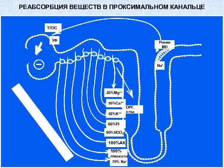 РЕАБСОРБЦИЯ ВЕЩЕСТВ В ПРОКСИМАЛЬНОМ КАНАЛЬЦЕ ТГОС УФ Ренин MD Na+ % 20%Mg++ пр 50%Ca++