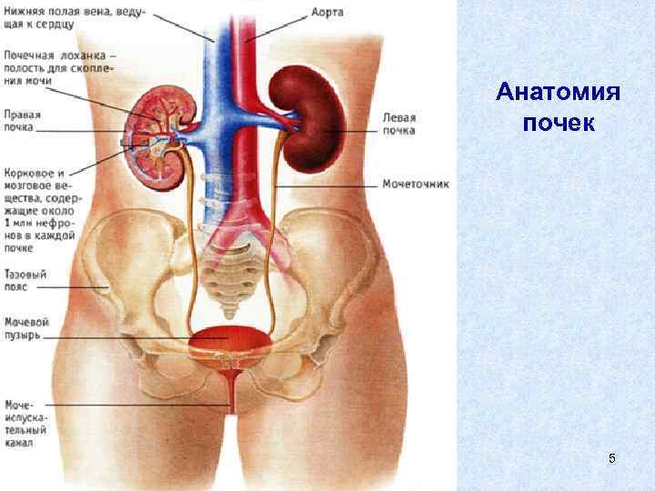 Анатомия почек 5 