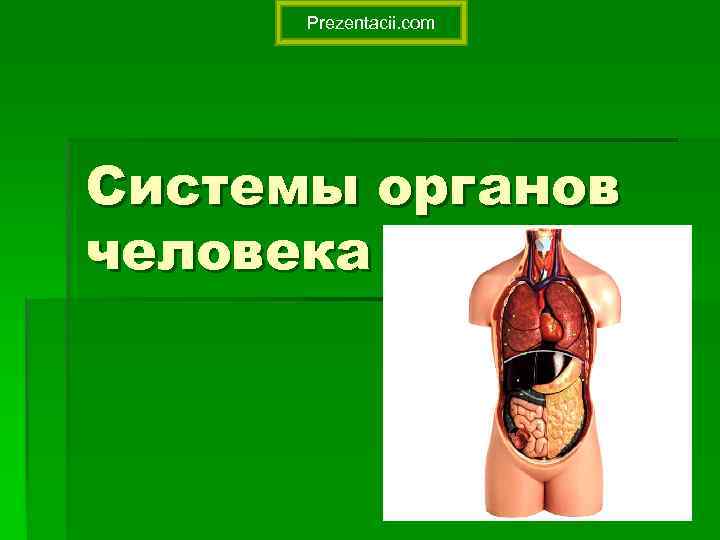 Prezentacii. com Системы органов человека 