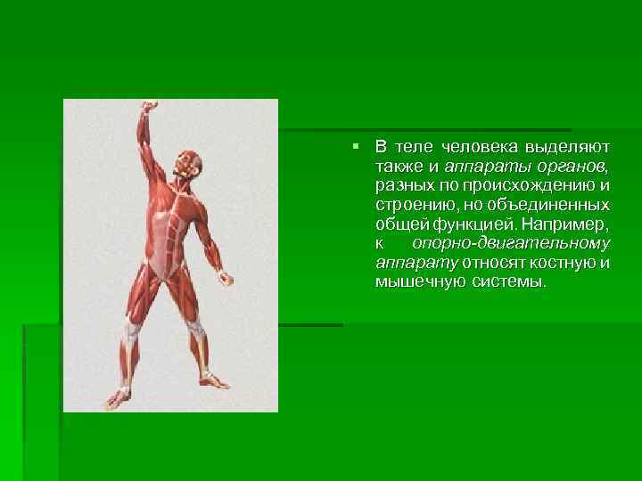 § В теле человека выделяют также и аппараты органов, разных по происхождению и строению,