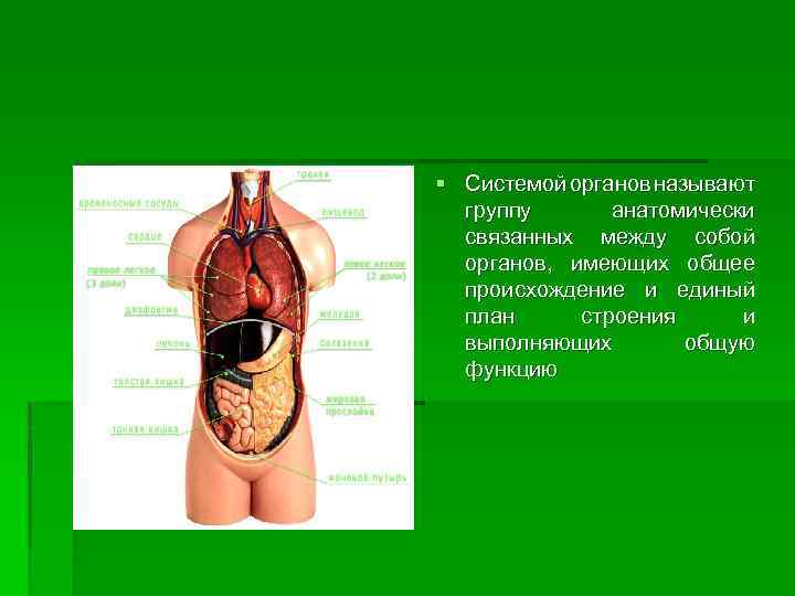 § Системой органов называют группу анатомически связанных между собой органов, имеющих общее происхождение и
