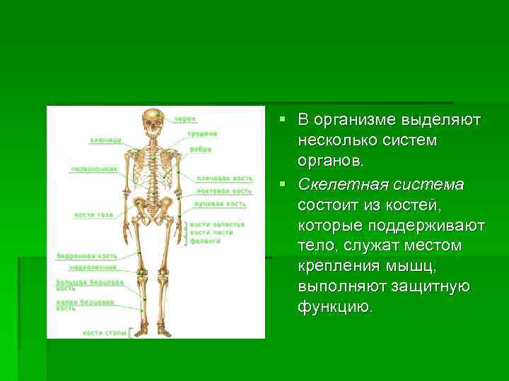 § В организме выделяют несколько систем органов. § Скелетная система состоит из костей, которые