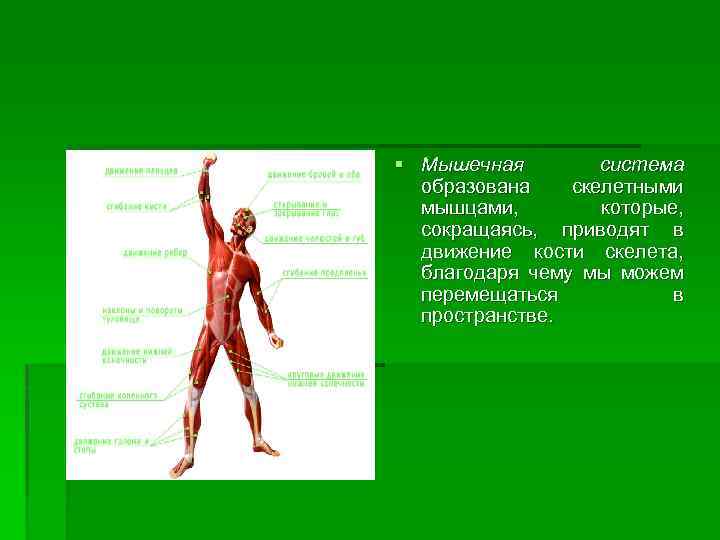 § Мышечная система образована скелетными мышцами, которые, сокращаясь, приводят в движение кости скелета, благодаря