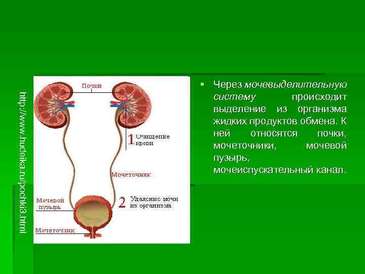 http: //www. hudeika. ru/pochki 3. html § Через мочевыделительную систему происходит выделение из организма