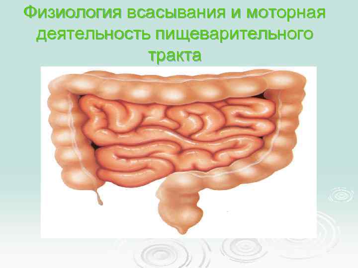 Физиология всасывания и моторная деятельность пищеварительного тракта 