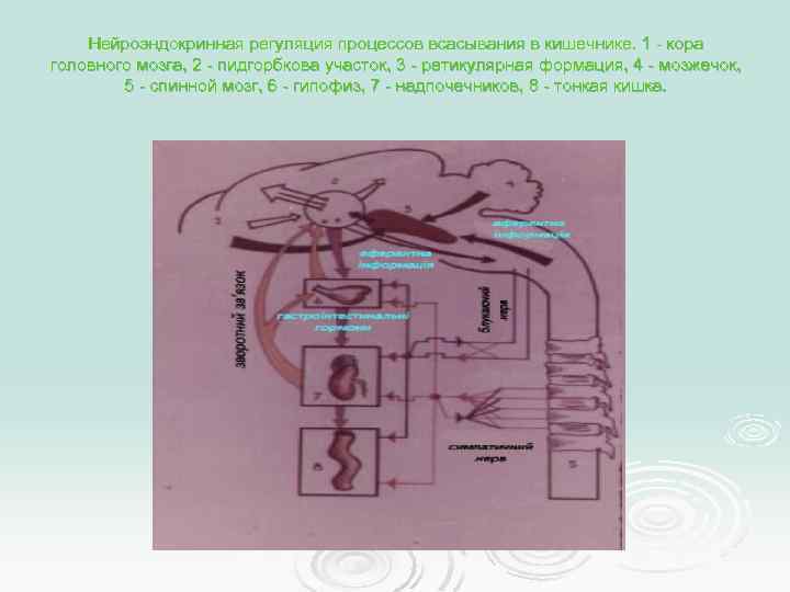 Нейроэндокринная регуляция процессов всасывания в кишечнике. 1 - кора головного мозга, 2 - пидгорбкова
