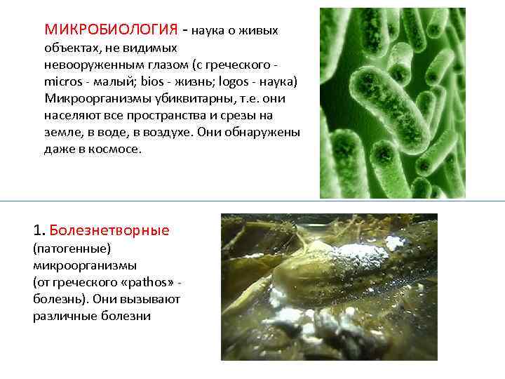 МИКРОБИОЛОГИЯ - наука о живых объектах, не видимых невооруженным глазом (с греческого micros -