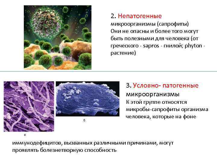 2. Непатогенные микроорганизмы (сапрофиты) Они не опасны и более того могут быть полезными для