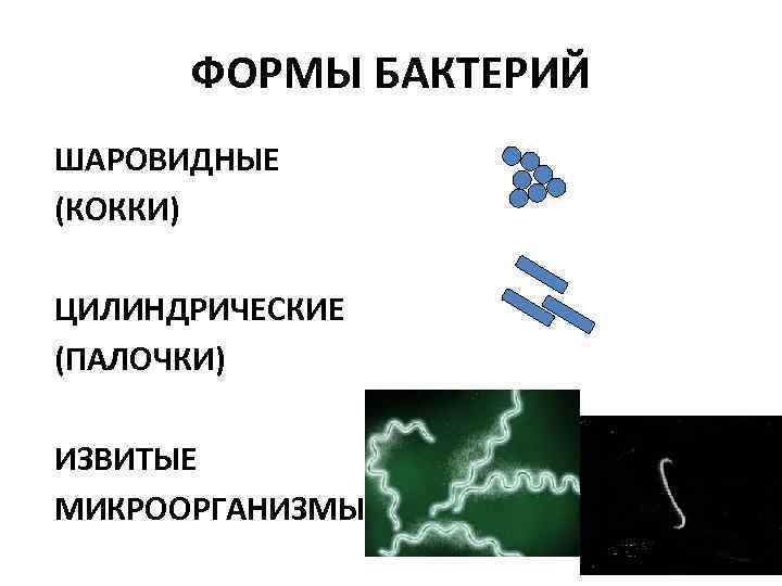 ФОРМЫ БАКТЕРИЙ ШАРОВИДНЫЕ (КОККИ) • (КОККИ) ЦИЛИНДРИЧЕСКИЕ (ПАЛОЧКИ) ИЗВИТЫЕ МИКРООРГАНИЗМЫ • ШАРОВИДНЫЕ 