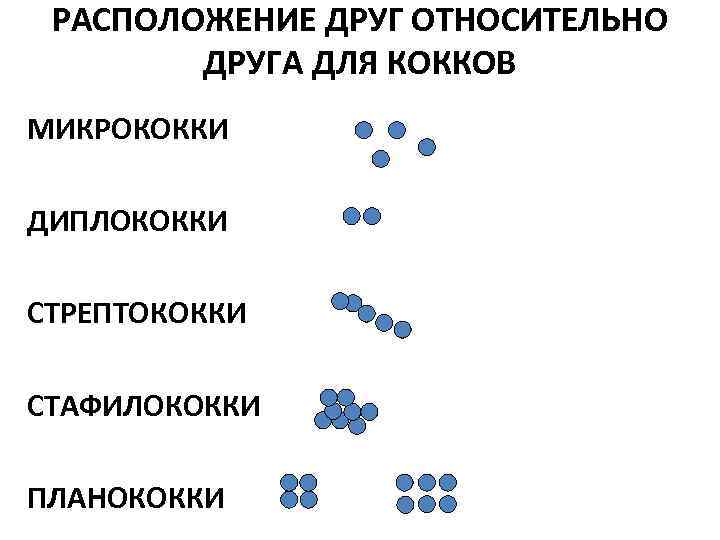 РАСПОЛОЖЕНИЕ ДРУГ ОТНОСИТЕЛЬНО ДРУГА ДЛЯ КОККОВ МИКРОКОККИ ДИПЛОКОККИ СТРЕПТОКОККИ СТАФИЛОКОККИ ПЛАНОКОККИ 