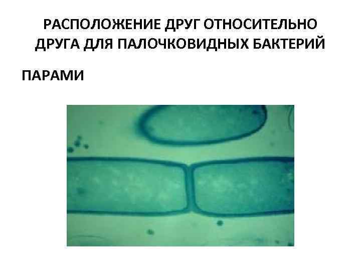 РАСПОЛОЖЕНИЕ ДРУГ ОТНОСИТЕЛЬНО ДРУГА ДЛЯ ПАЛОЧКОВИДНЫХ БАКТЕРИЙ ПАРАМИ 