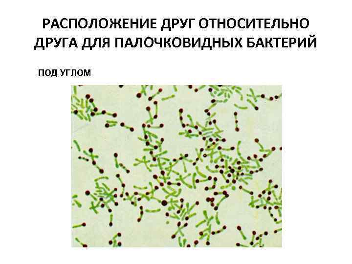 РАСПОЛОЖЕНИЕ ДРУГ ОТНОСИТЕЛЬНО ДРУГА ДЛЯ ПАЛОЧКОВИДНЫХ БАКТЕРИЙ ПОД УГЛОМ 