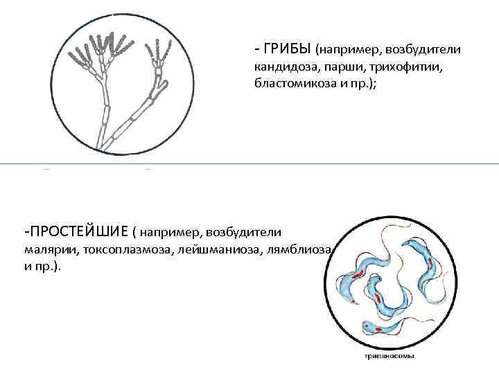 - ГРИБЫ (например, возбудители кандидоза, парши, трихофитии, бластомикоза и пр. ); -ПРОСТЕЙШИЕ ( например,