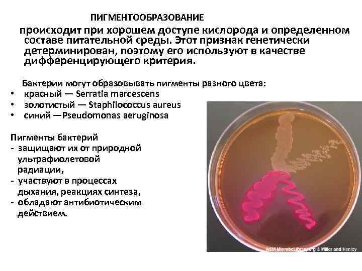  ПИГМЕНТООБРАЗОВАНИЕ происходит при хорошем доступе кислорода и определенном составе питательной среды. Этот признак