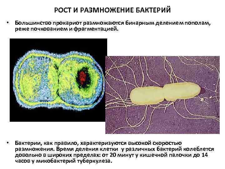 РОСТ И РАЗМНОЖЕНИЕ БАКТЕРИЙ • Большинство прокариот размножаются бинарным делением пополам, реже почкованием и