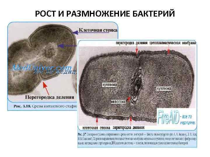 РОСТ И РАЗМНОЖЕНИЕ БАКТЕРИЙ 