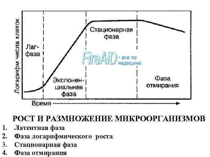 ОБЩАЯ МИКРОБИОЛОГИЯ РОСТ И РАЗМНОЖЕНИЕ МИКРООРГАНИЗМОВ 1. 2. 3. 4. Латентная фаза Фаза логарифмического