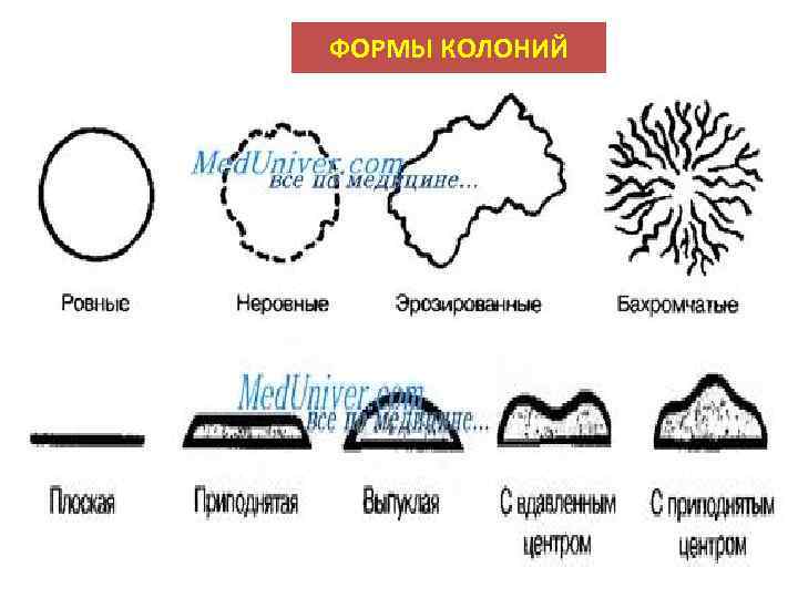 ФОРМЫ КОЛОНИЙ 