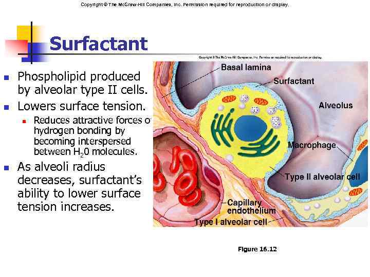 Copyright © The Mc. Graw-Hill Companies, Inc. Permission required for reproduction or display. Surfactant