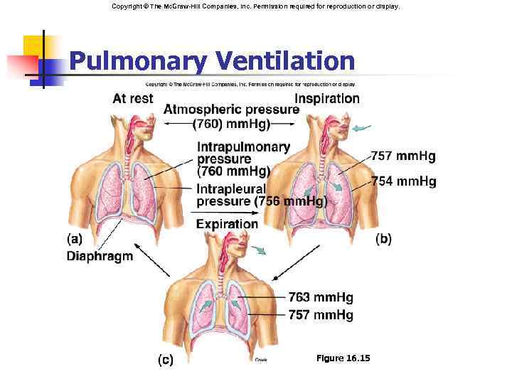 Copyright © The Mc. Graw-Hill Companies, Inc. Permission required for reproduction or display. Pulmonary