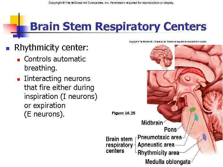 Copyright © The Mc. Graw-Hill Companies, Inc. Permission required for reproduction or display. Brain