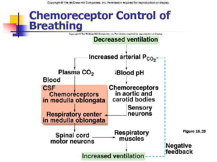 Copyright © The Mc. Graw-Hill Companies, Inc. Permission required for reproduction or display. Chemoreceptor