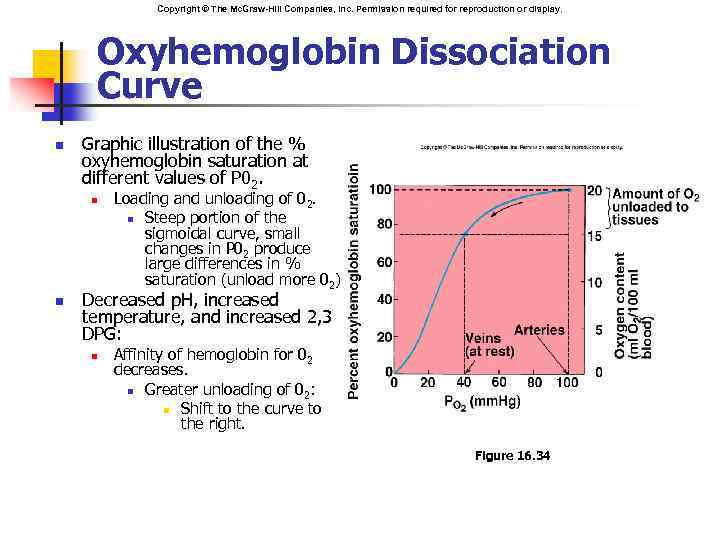 Copyright © The Mc. Graw-Hill Companies, Inc. Permission required for reproduction or display. Oxyhemoglobin