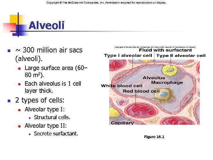 Copyright © The Mc. Graw-Hill Companies, Inc. Permission required for reproduction or display. Alveoli