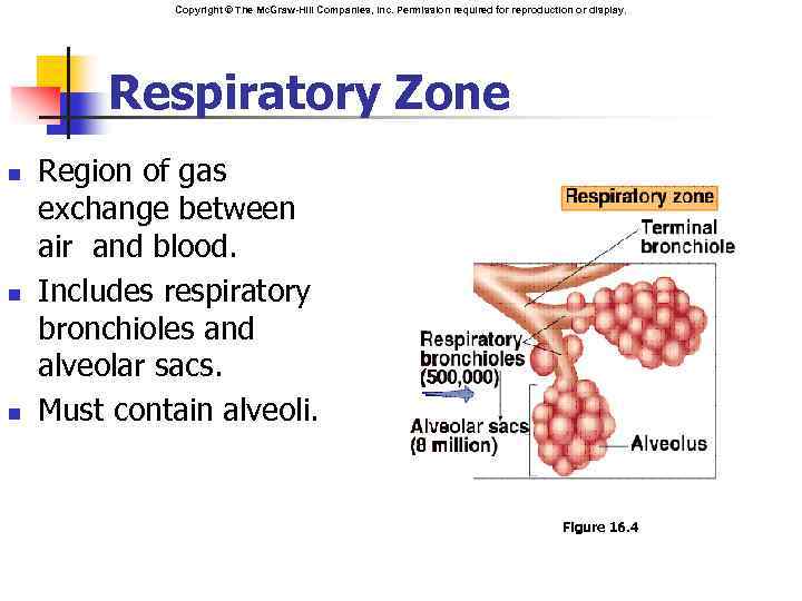 Copyright © The Mc. Graw-Hill Companies, Inc. Permission required for reproduction or display. Respiratory