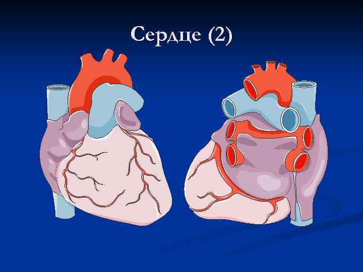 Сердце (2) 